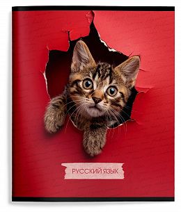 Тетрадь 48 л. А5 линия, на скрепке, Schoolformat ЛЮБОПЫТНЫЙ КОТИК Русский язык мелованный картон, ВД-лак